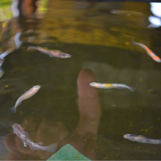 女雛 三色ラメメダカの画像