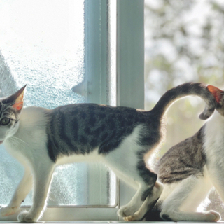 子猫のキキとララ