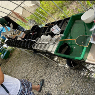 第5回長崎めだかフェス　メンバー募集🌟 - 諫早市