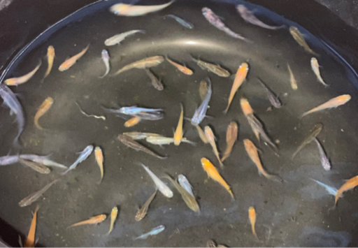 サファイアなどメダカいろいろ居ますよー！