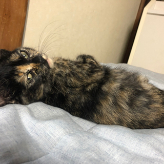 推定生後3から4ヶ月の子猫の里親募集中です