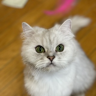 チンチラシルバーの女の子　　決定しました