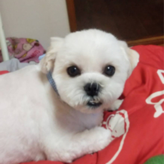 シーズーとマルチーズ　ミックス犬 - 犬