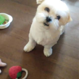 シーズーとマルチーズ　ミックス犬 - 明石市