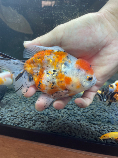 金魚(オランダ)売ります！