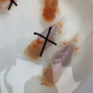 お譲り先決まりました。自家産らんちゅう の画像
