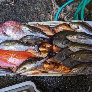 ‪🎣‬船釣り仲間募集🎣‬初心者・女性歓迎！！
