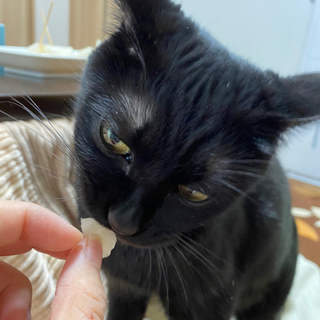 甘えんぼのくろねこ