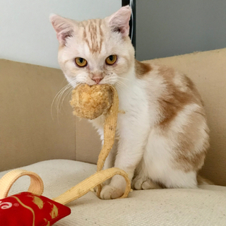 スコティッシュミックス　おっとりな性格ポケ君