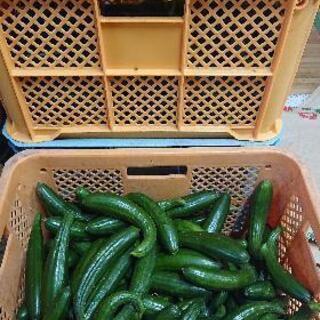 B級品、きゅうり🥒あげます❗