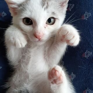 美形な仲良し兄妹子猫 - 里親募集