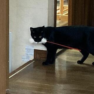 ★里親様✨募集致します★かりん - 猫