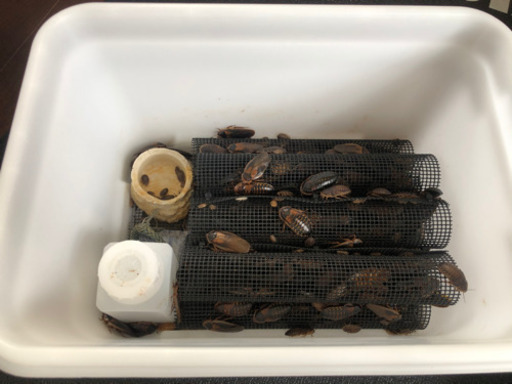 1,000匹以上　デュビア　飼育セット