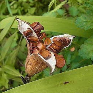 ※🌿アクアリウム水生植物◆カキツバタ（杜若）の種◇ビオトープ◆和風テイスト※の画像