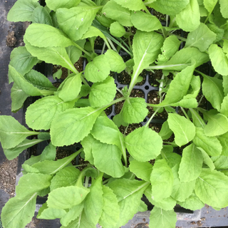 白菜の苗（６個セット）あります