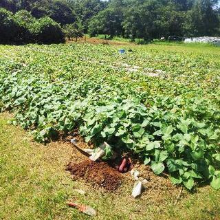 野良仕事、古民家泊体験者募集