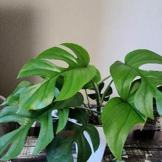 【お取引決定しました】ヒメモンステラ①の画像