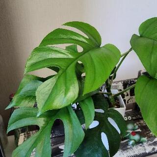 【お取引決定しました】ヒメモンステラ①