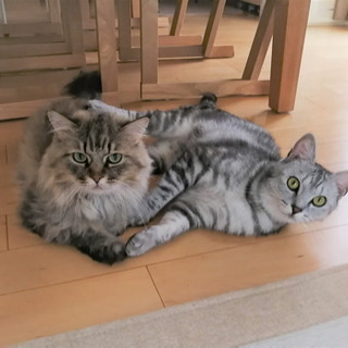 💗綺麗なアメちゃん💗 - 名張市
