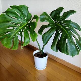 《お取引決定しました》モンステラ・デリシオーサ