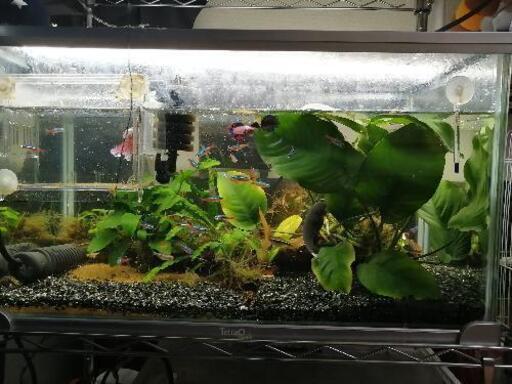 熱帯魚＆水槽セット