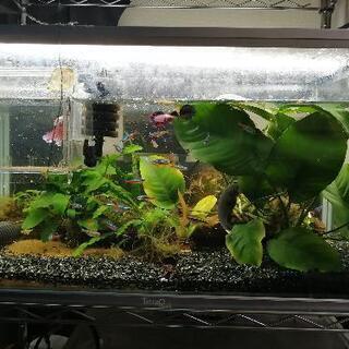 熱帯魚＆水槽セット