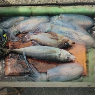 海のルアー船釣り仲間募集　東京近辺