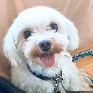 引退犬