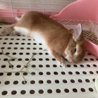 🐰ネザーランドドワーフ　男の子　愛知 - その他