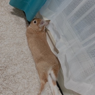 🐰ネザーランドドワーフ　男の子　愛知 - 里親募集