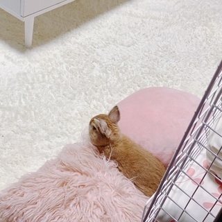 🐰ネザーランドドワーフ　男の子　愛知 - 岡崎市