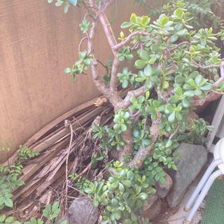 木の枝や枯れ木、土など　植木鉢などの画像