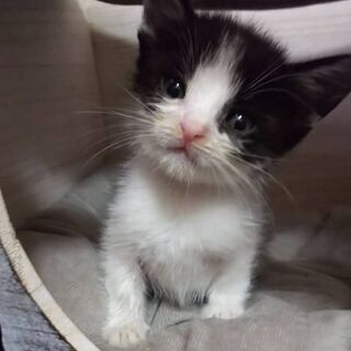 子猫の里親様募集致します。