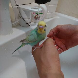 セキセイインコ保護しています。