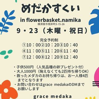 イベント　メダカすくい