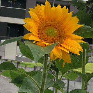 勉強は教えません 勉強の仕方 見つけ方教えます