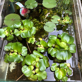 いろいろ生き物好きな方たちと情報交換や交流したいです！ − 東京都