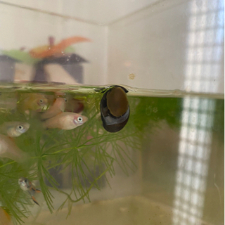 石巻貝　グッピー　メダカ　水槽　水草