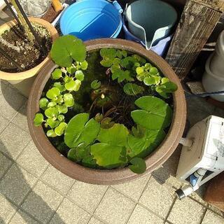 ミニホテイアオイ　水草