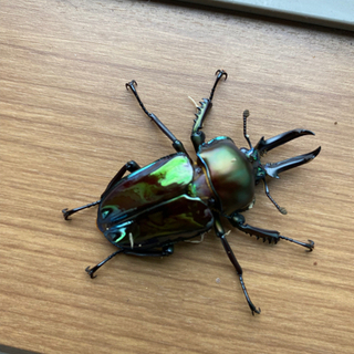 ニジイロクワガタ成虫