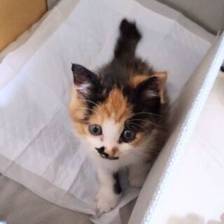 子猫の里親様を募集しています。(9/11追記)