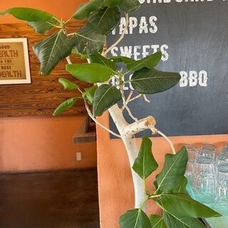 観葉植物　フィカス･アルテシマ