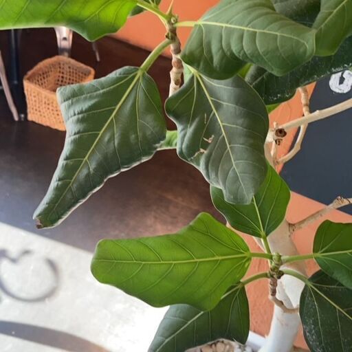 観葉植物 フィカス・アルテシマ