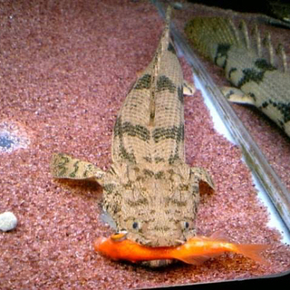 飼いきれなくなった古代魚など引き取ります！