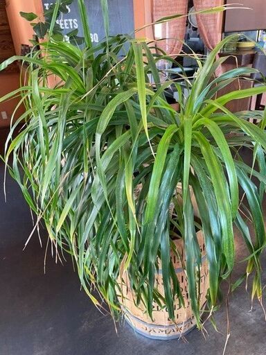 Mountain flax 観葉植物