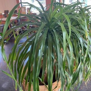 Mountain flax 観葉植物の画像