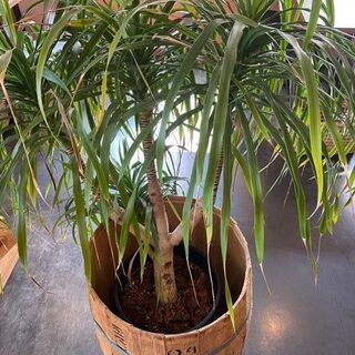 Mountain flax 観葉植物の画像