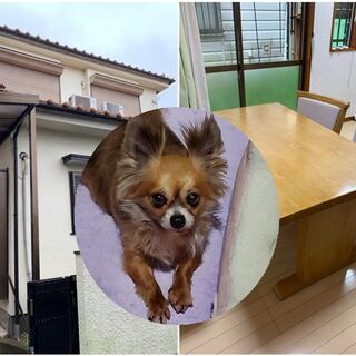 【無資格・週１OK！】保護犬と暮らすグループホーム世話人募集（草加市小山1丁目）の画像