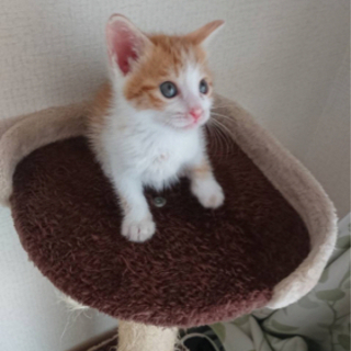 茶トラの子猫です