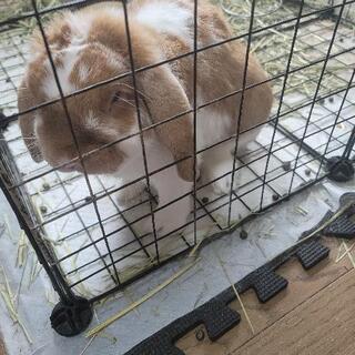 うさぎの里親募集